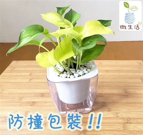 淨化廁所植物